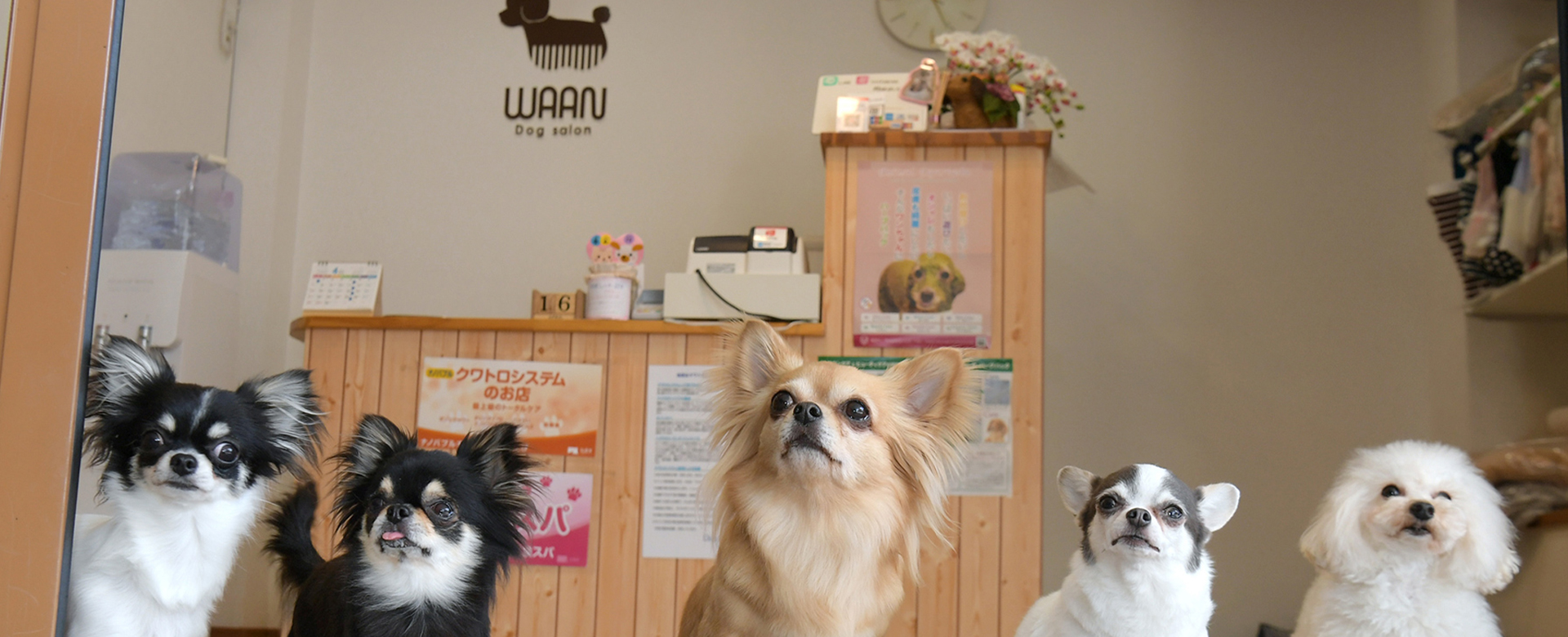 Dog salon WAAN